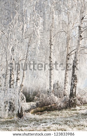 Wintry landscape with snowy trees