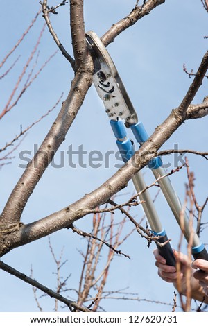 pruning fruit trees with secateurs