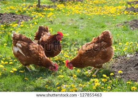 Egg-Laying Hens In The Yard