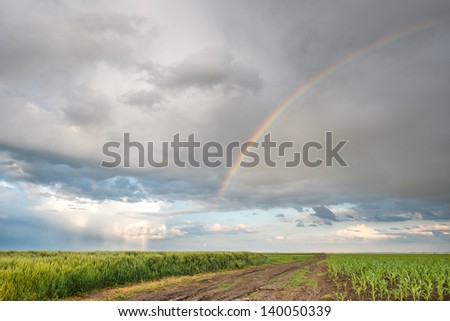 Rainbow over wheat fields after the rain