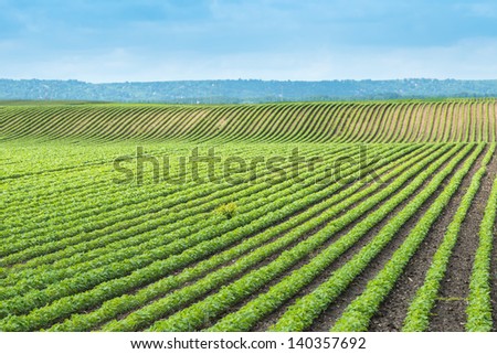 soy field with rows of soya bean plants soy field with rows of soya bean plants