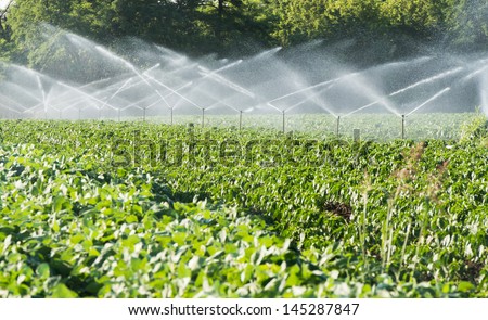 Irrigation system on green field