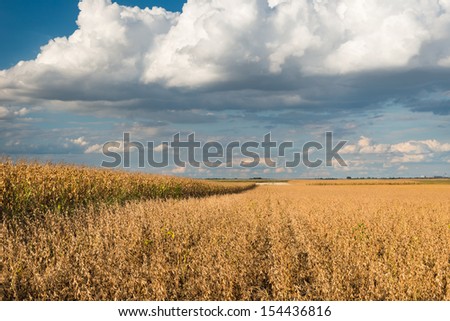 Field of Soybeans close to Harvest