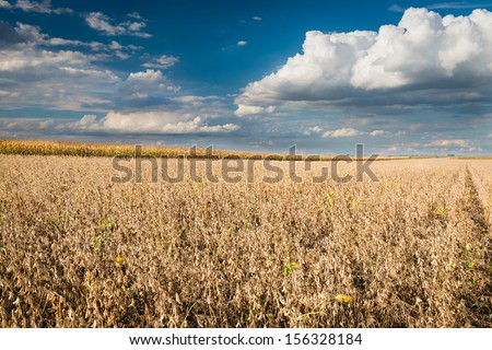 Field of Soybeans close to Harvest