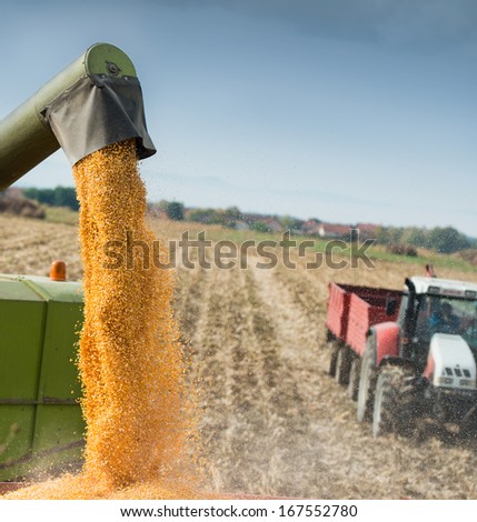 Unloading A Bumper Crop Of Corn After Harvest