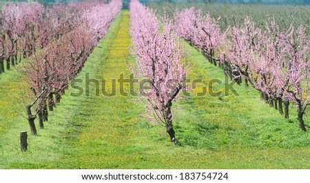 blooming peach orchard in spring