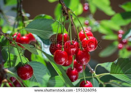 Red cherries on the branch