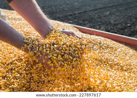 Corn seed in hand of farmer.