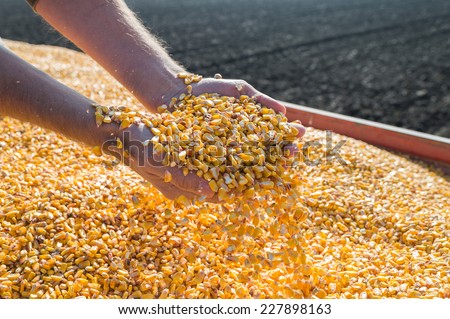 Corn seed in hand of farmer.