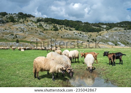 Flock of sheep in the mountains