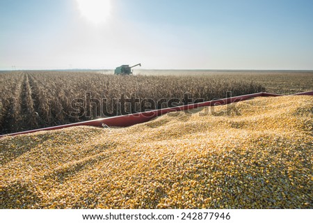 Corn harvest in autumn
