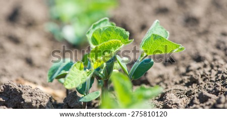 Shoots of soybeans in the field