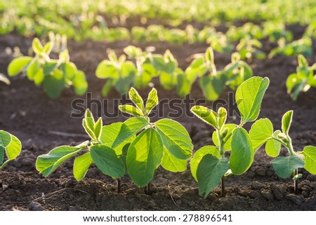 Soybean Field Rows in spring