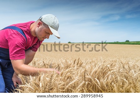 Young farmer in wheat fields