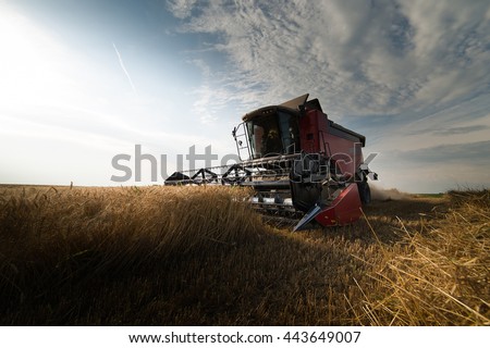 Harvesting of soy bean field in the summer