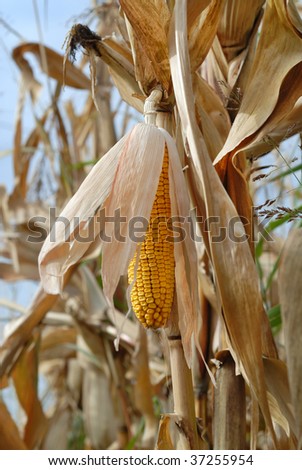 Close up of corn ear of corn in field