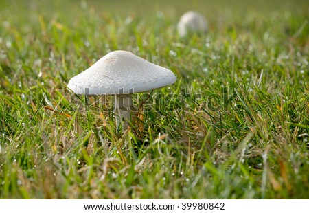 beautiful mushroom grow up in the grass