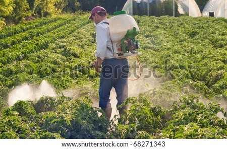 Man spraying vegetables in the garden