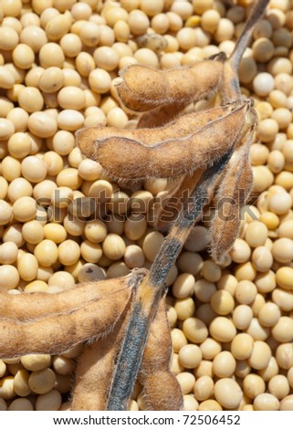 stock photo : Close up photo of soy bean after harvest
