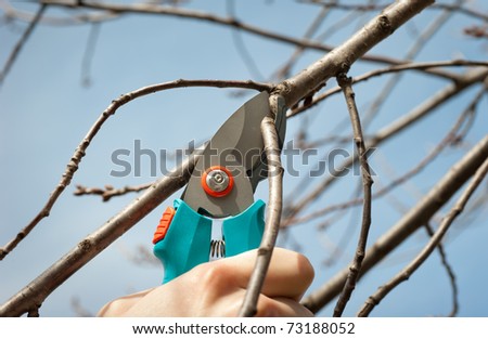 cutting tree with a pruning shears