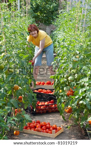 Woman picking fresh tomatoes in greenhouse