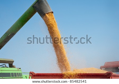 Loading of grain of corn in the  tractor trailer