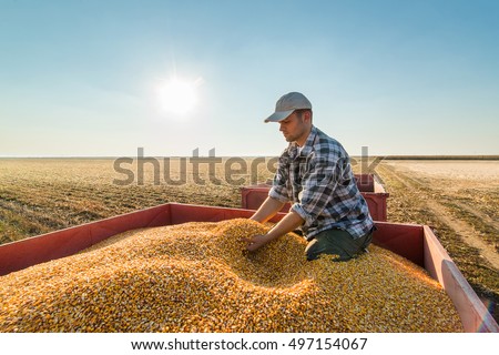 Young farmer looking at corn grains in tractor trailer after harvest