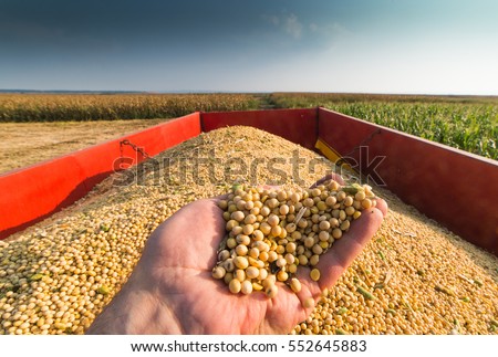 Human hands holding soy beans