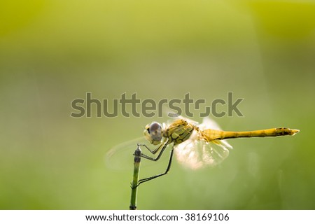 Dragonfly with gold wings in green background