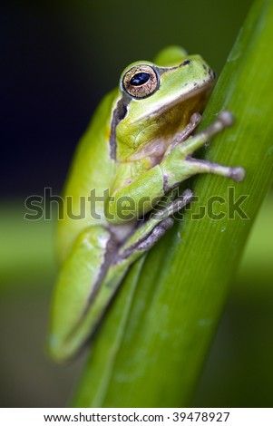 Tree+frogs+climbing