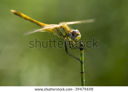 Dragonfly with gold wings in green background