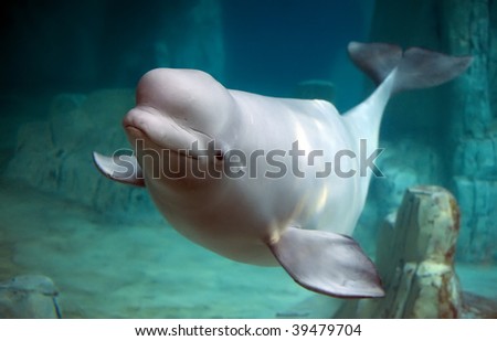 beluga whale calf. stock photo : Beluga whale in