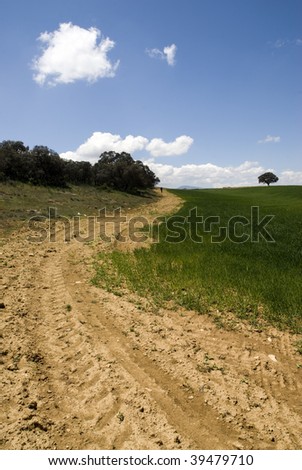 Green mediterranean landscape with road, alone quercus and cloud sky