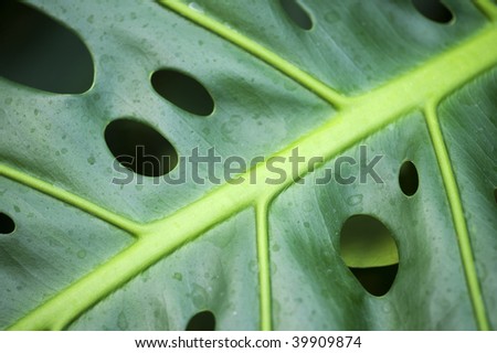 Extreme close up of Philodendron leaf with drops