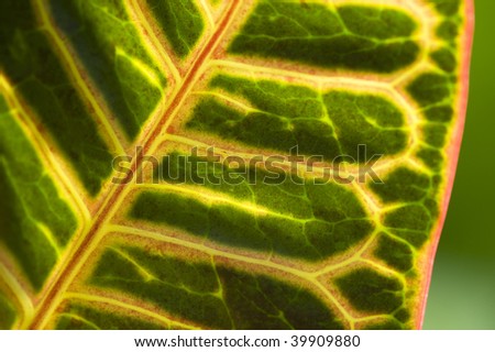 Extreme close up of green leaf with gold veins