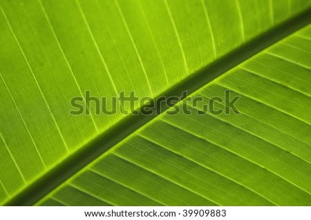 Extreme close up of banana tree green leaf in diagonal composition