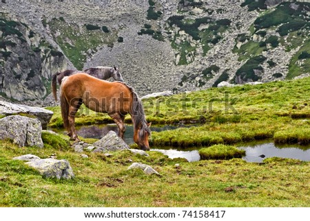 Free horse into the Retezat mountain, drinking water