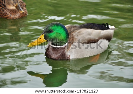 he-duck swimming on the water