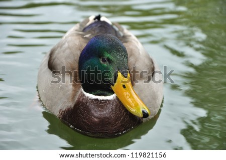 he-duck swimming on the water