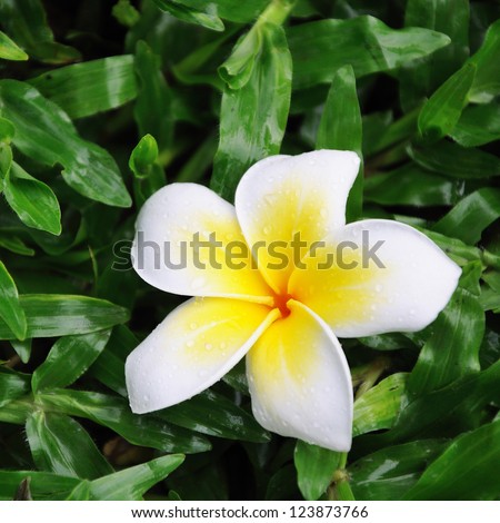Fell down white-yellow flower of  Frangipani on the grass