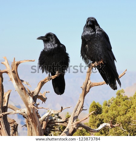 Two Big Crows Sitting On The Juniper Branch And Mountains Far Behind 