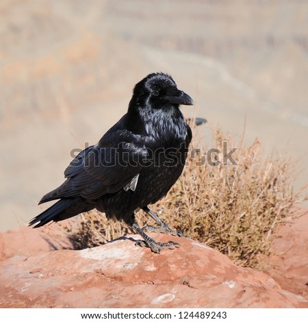 big black crow and mountains far behind