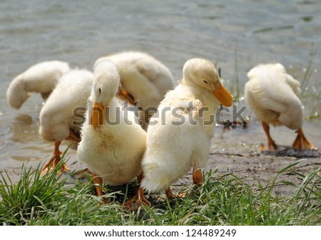domestic ducklings brushing themselves after water