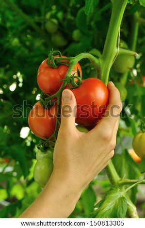 women\'s arm tearing off red ripe tomato on the tips