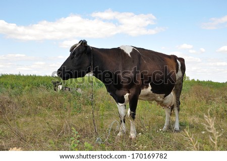 portrait of a cow looking on you with chain on the neck