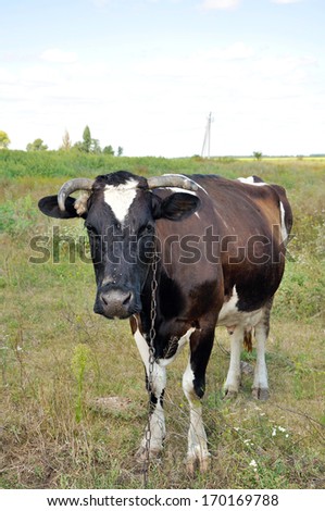 portrait of a cow looking on you with chain on the neck