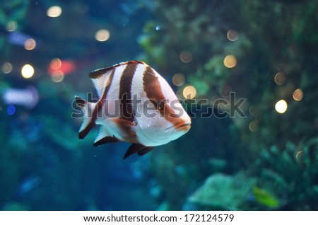 Zebra like white and brown striped fish in saltwater aquarium