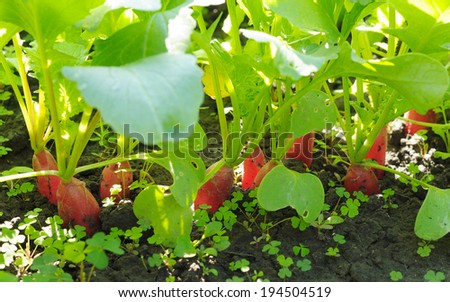 Red radishes growing in the black soil in bright sunlight