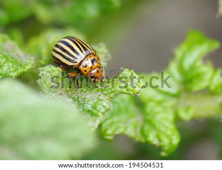 striped colorado bug on the potato leaf
