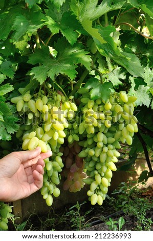 two bunches of white grape on vine and man hand